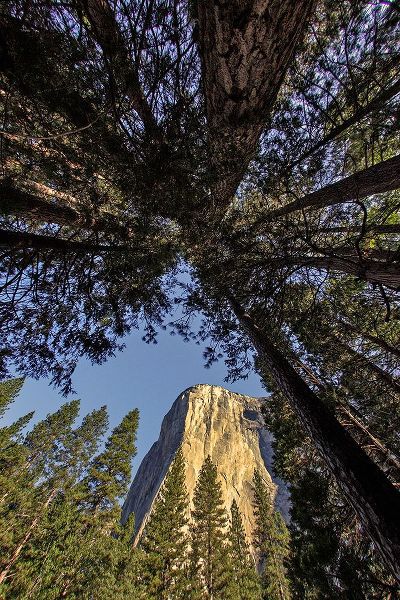 Jones, Adam 아티스트의 El Capitan through pine trees-Yosemite National Park-California작품입니다.